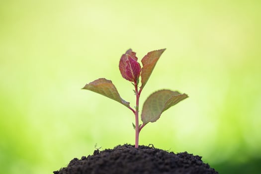 green sprout of plant in fertile soil against a blurred background of grass photo