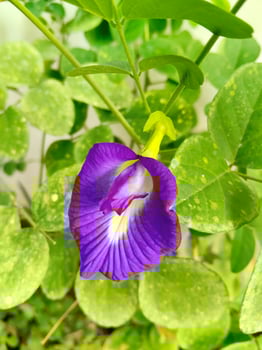 Vibrant Butterfly Pea Flower with Green Leaves photo
