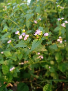 Close up of wildflowers and shrubs in the morning photo