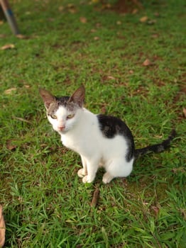 Local Cat Sitting on the Grass in the Park photo