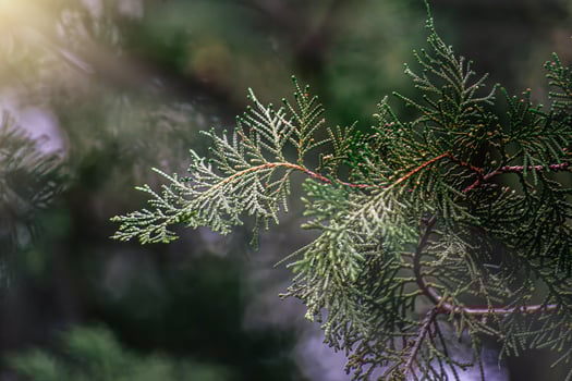 Summer forest landscape in sunny weather - forest trees , soft sunlight. green branches of pine trees . Twig of young fir. fir branch in early spring. Young green twigs. photo