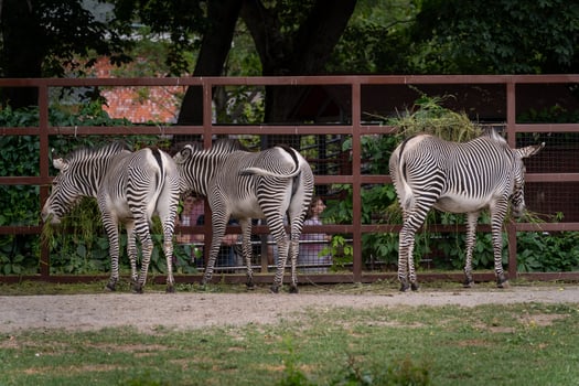 Zebras Grazing Together in Enclosure at Zoo photo