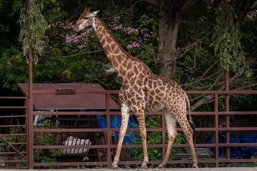 Giraffe Standing by Fence in Natural Habitat photo