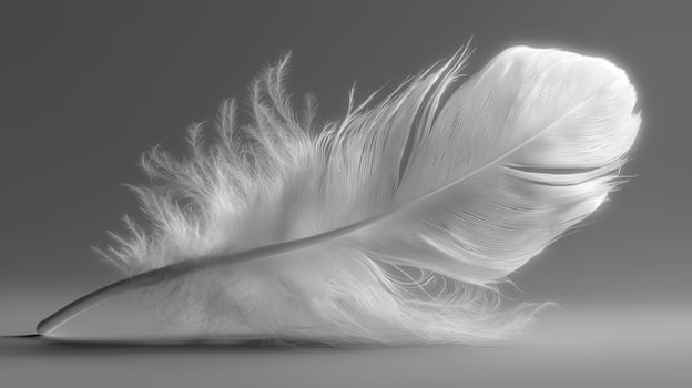 White Feather with Soft Light on Gray Background for Elegant Decorative Design photo