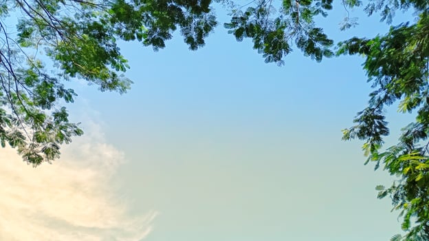 Morning Light Through Green Canopy. Morning sunlight filters through lush green tree branches, framing the clear blue sky with a soft golden glow. photo