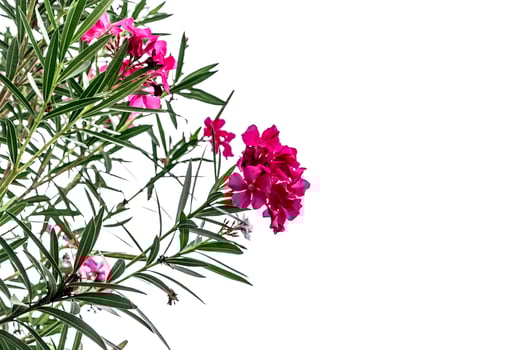 A pink flower is growing on a tree photo