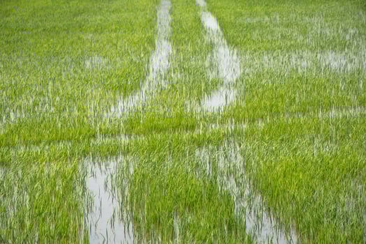 A car driving through a field of green grass photo