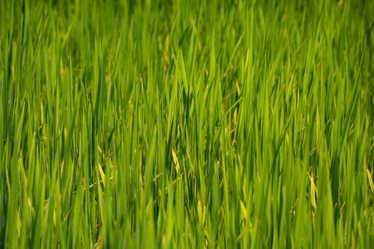 A close up of a field of green grass photo