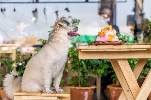 A dog sitting on a wooden table with a cake on it photo