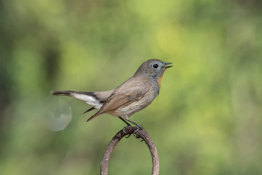 A small bird is perched on a metal ring photo
