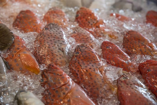 A bunch of fish sitting on ice in a freezer photo