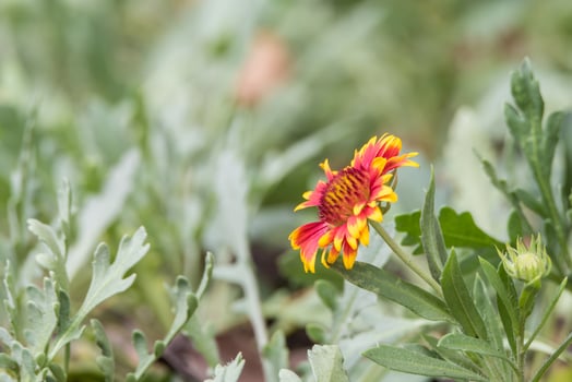 A single red and yellow flower in a field photo