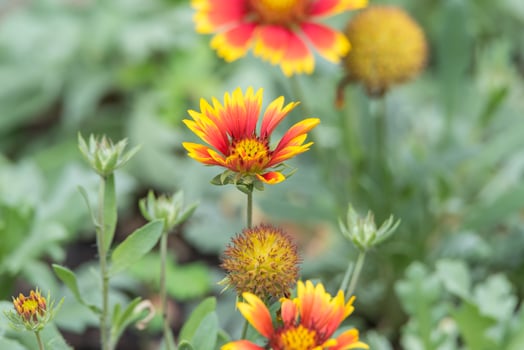 A group of flowers with yellow and red flowers photo