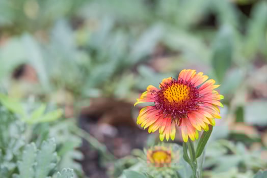 A single red and yellow flower in the middle of a field photo