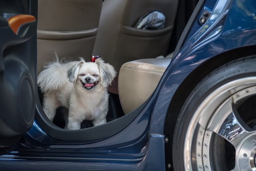 A small dog sitting in the door of a car photo