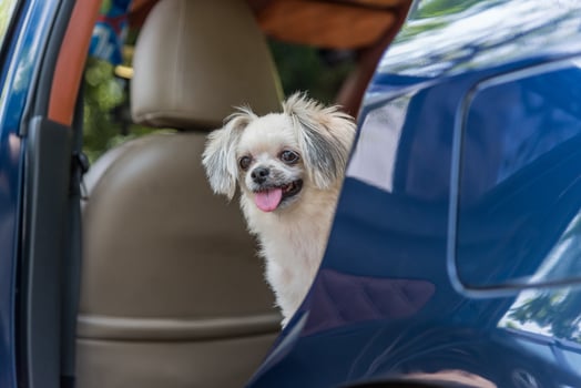 A small white dog sitting in the back seat of a car photo