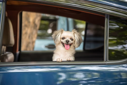A small dog sitting in the window of a car photo