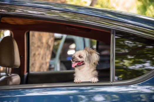 A dog sitting in the back seat of a car photo