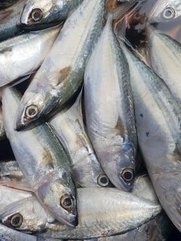 A group of small fish in a container photo