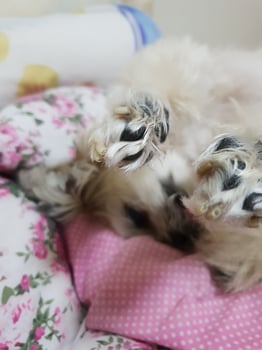 A dog's paws are on a bed photo