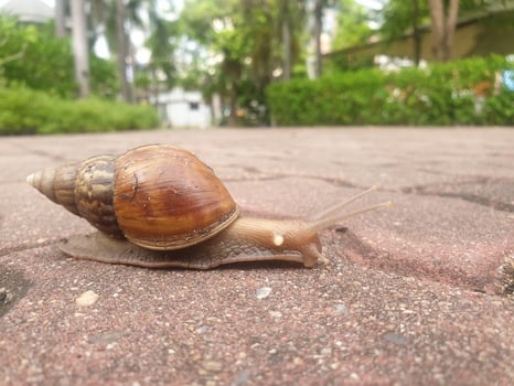 A snail crawling on the ground in a park photo