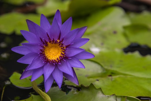 A purple water lily in a pond photo