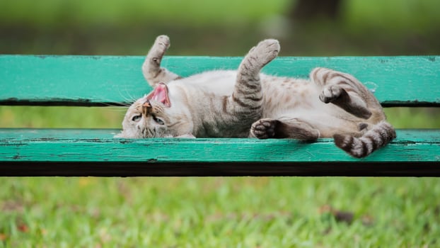 A cat is laying on a green bench photo