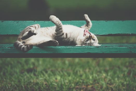 A cat laying on a green bench photo
