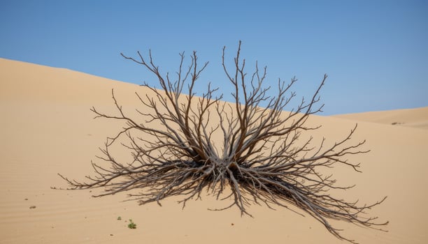 a dried up bush clinging to the base of a tall sand dune, with no other signs of life. photo