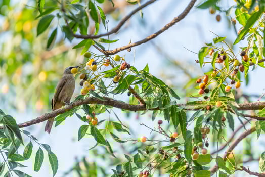 A bird is perched on a tree branch with fruit on it photo