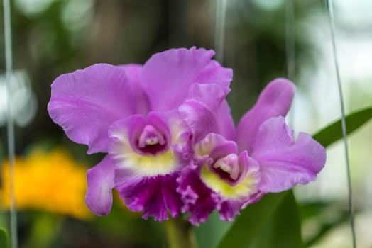 Two purple orchids are in a green garden photo