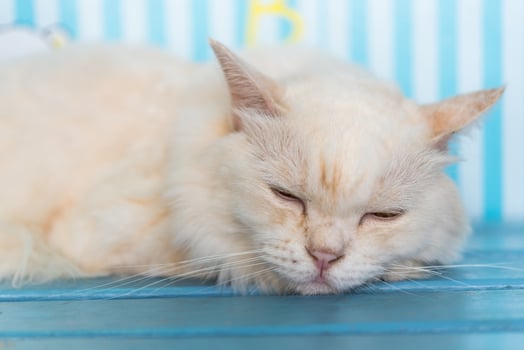 A white cat is sleeping on a blue bench photo