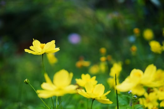 Blooming fresh yellow cosmos flower meadow field in grass field and natural sunlight in garden photo