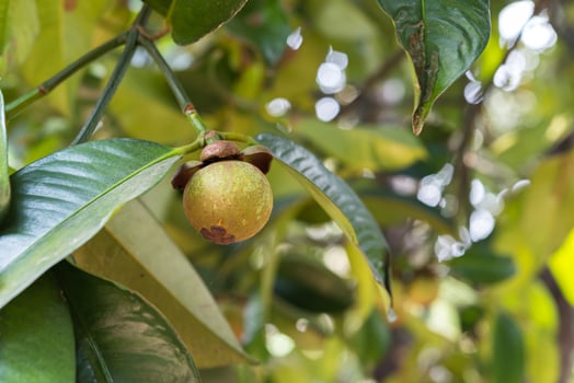 A small green fruit is on a tree branch photo