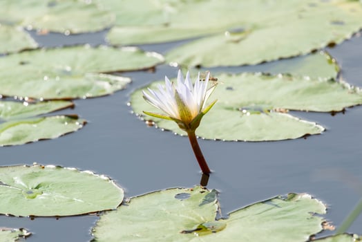 A single white flower is growing in the water photo