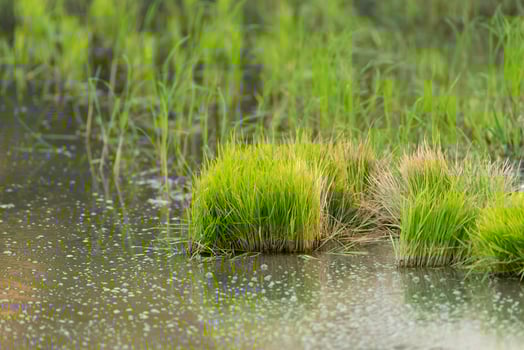 A group of grasses in a pond with water droplets photo