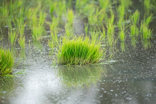 A puddle of water with grass growing in it photo