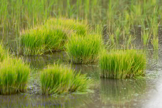 Rice plants in the water photo