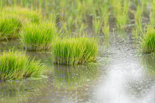Green rice plants in the wet rice field photo