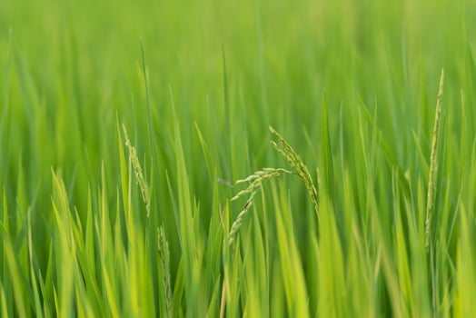 Green rice field with a single green plant photo