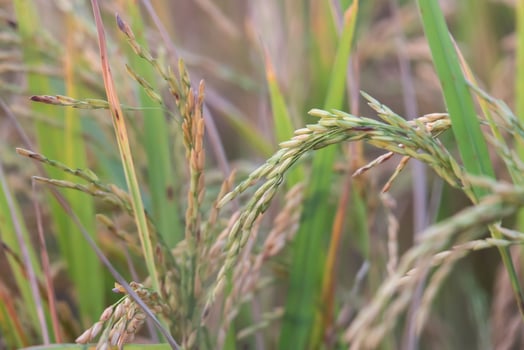 Rice plants in the field photo