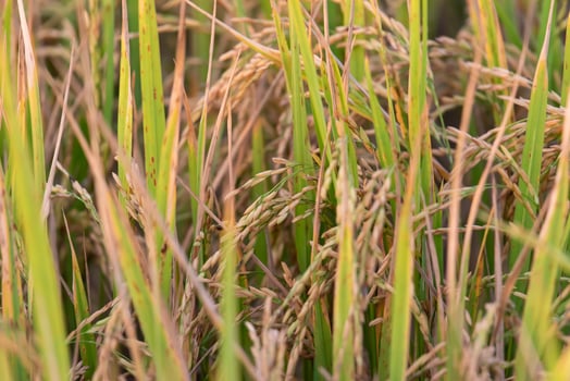 Rice field with green leaves and brown stems photo