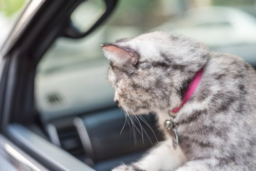 A cat sitting in the driver's seat of a car photo