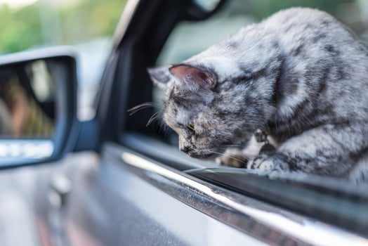 A cat is looking out the window of a car photo