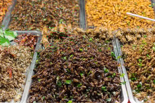 A variety of different types of insects are on display photo