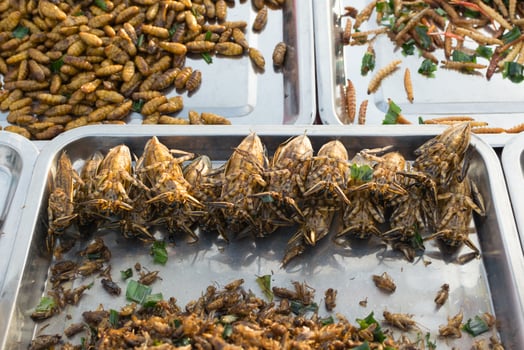 A bunch of bugs on a tray photo