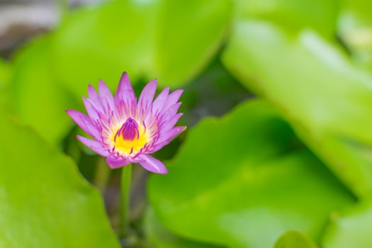 A purple water lily in a pond with green leaves photo