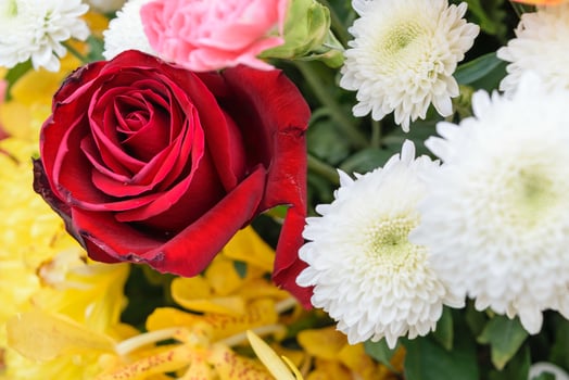 A red rose is in a bunch of white flowers photo