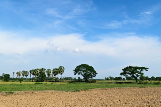 Rice field and blue sky photo