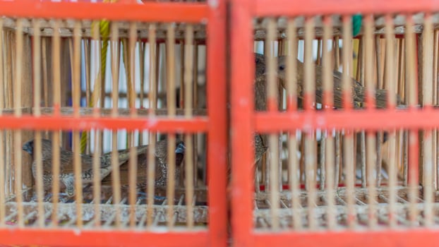 Birds in cage wait a released photo